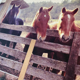 Landgrove Vermont Horses