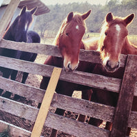 Landgrove Vermont Horses