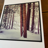Snowy Pines - Athol, MA