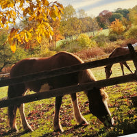 Petersham Horses